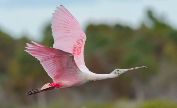 [Image: Roseate-Spoonbill-Flies.jpg]