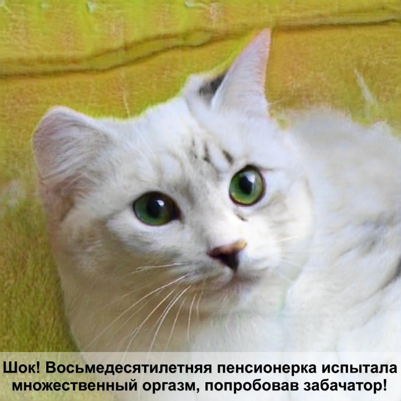 какое зрение у кошек