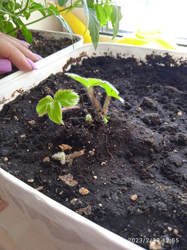 IMG_20230222_125544_1