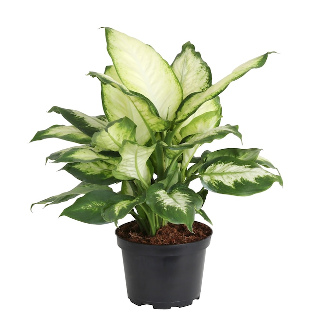 Spruce Up Your Home with Discounted House Plants and Free Shipping at Lowe’s Spruce Up Your Home with Discounted House Plants and Free Shipping at Lowe’s