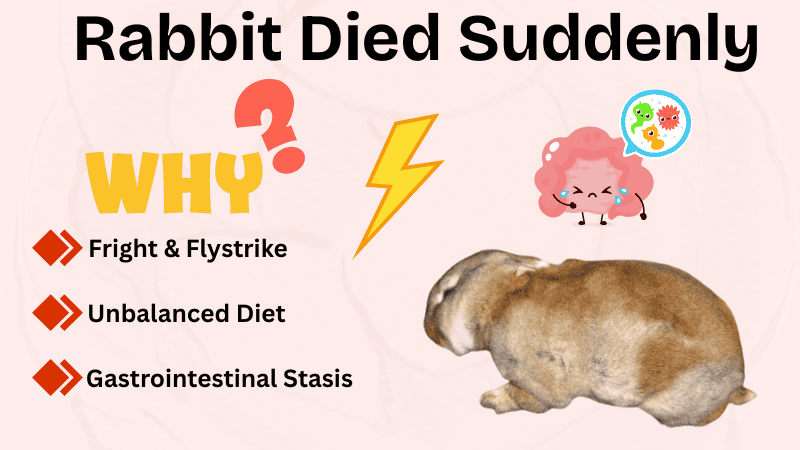 Rabbit suddenly Died Rabbit suddenly Died