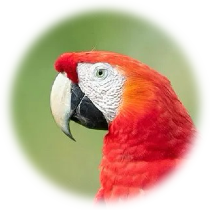 scarlet macaw