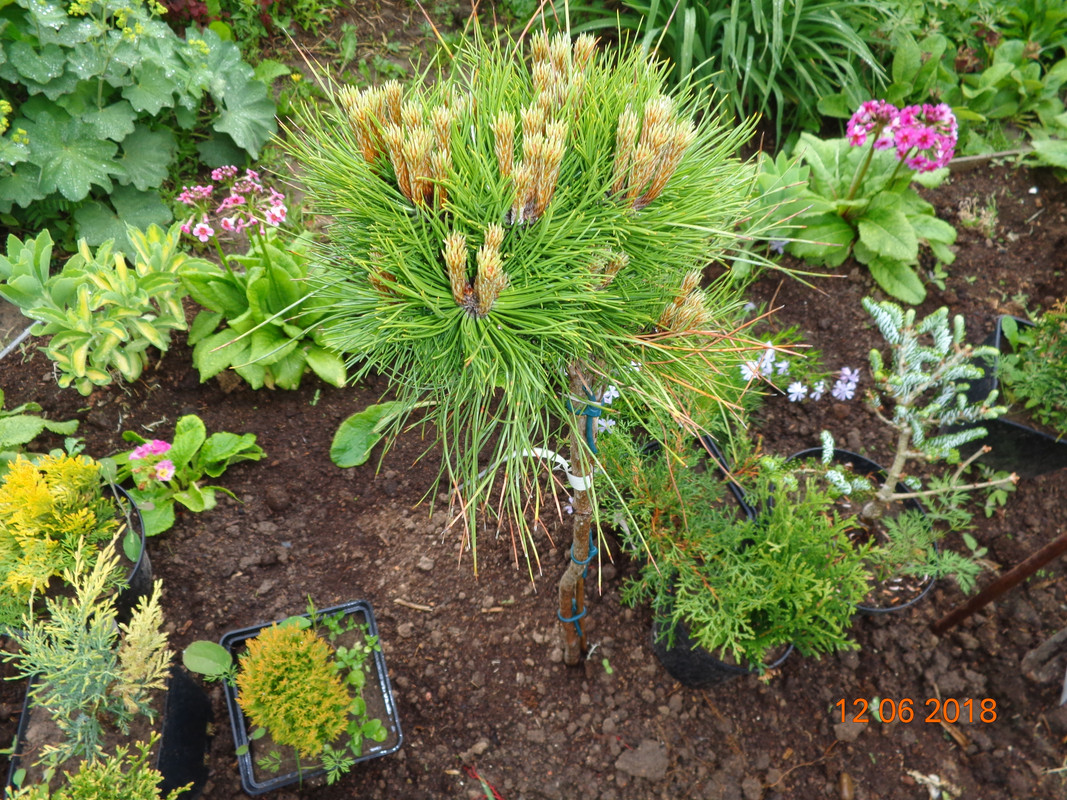 сосна на штамбе 0