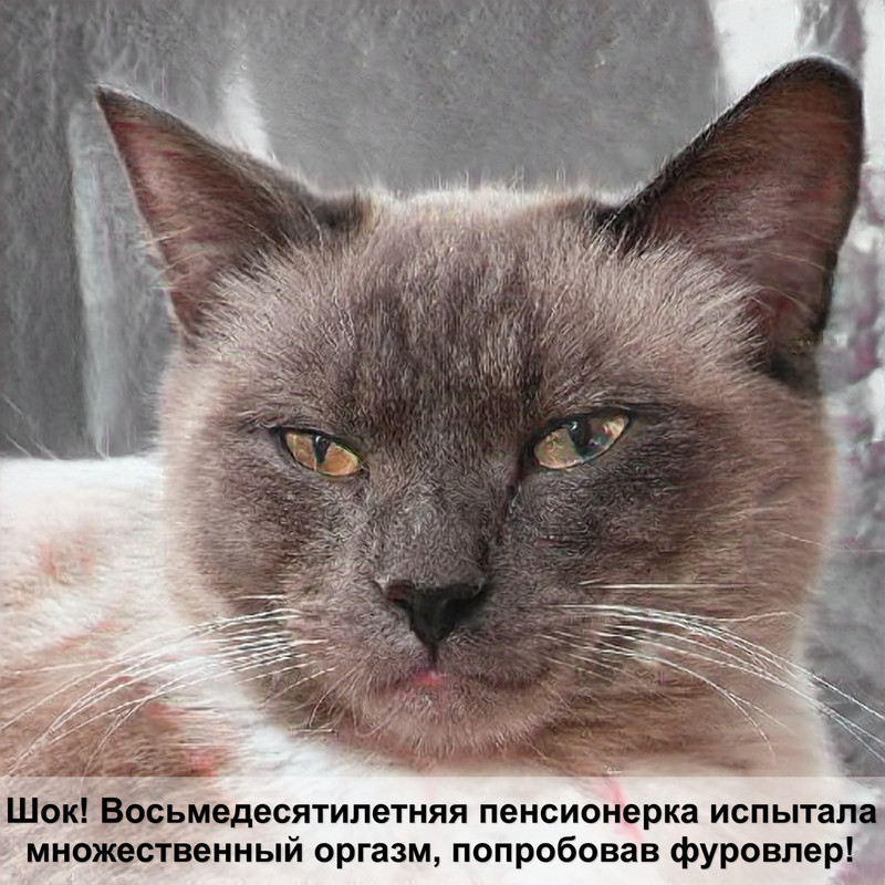 ориентальная порода кошек фото