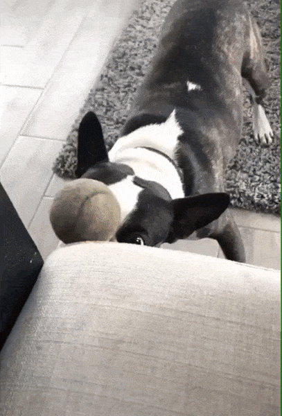 YEq0Qlh.gif