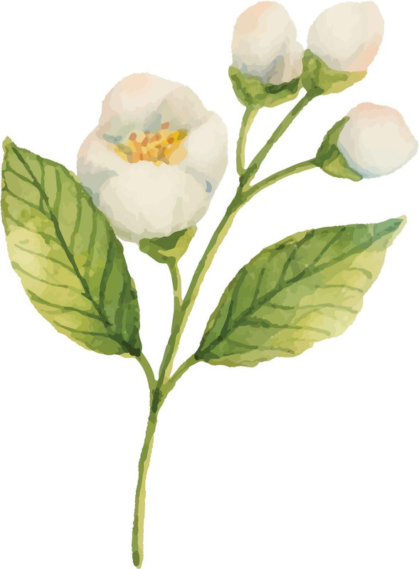 61PNbbTtrxL._AC_SL1370_