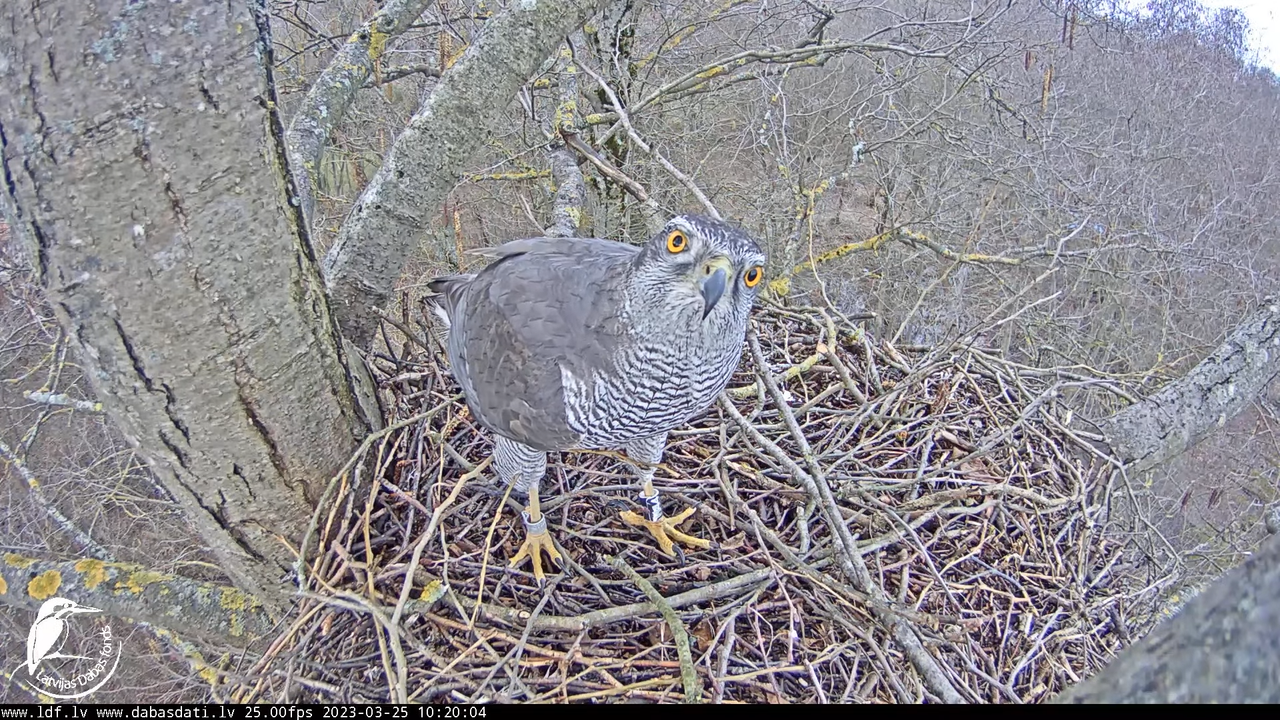 Vistu vanags (Accipiter gentilis) Rīgā - LDF tiešraide __ Goshawks, Riga, Latvia 10-51-9 screenshot 