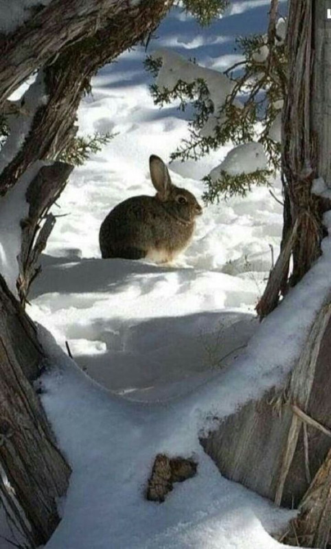 whitesnowrabbit.jpg