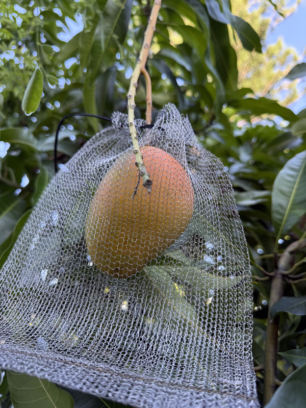 Mango Ed 4 26 26c