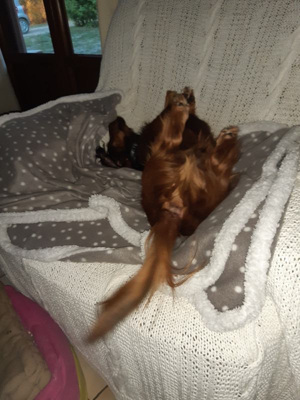 [Image: 20200905-195549.jpg]