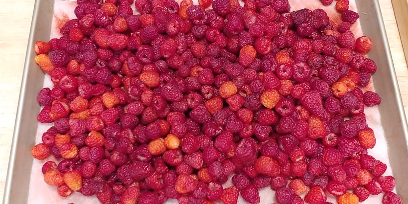 [Image: Raspberries-6-20-2021.jpg]