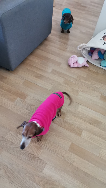 [Image: IMG-20221227-WA0002.jpg]