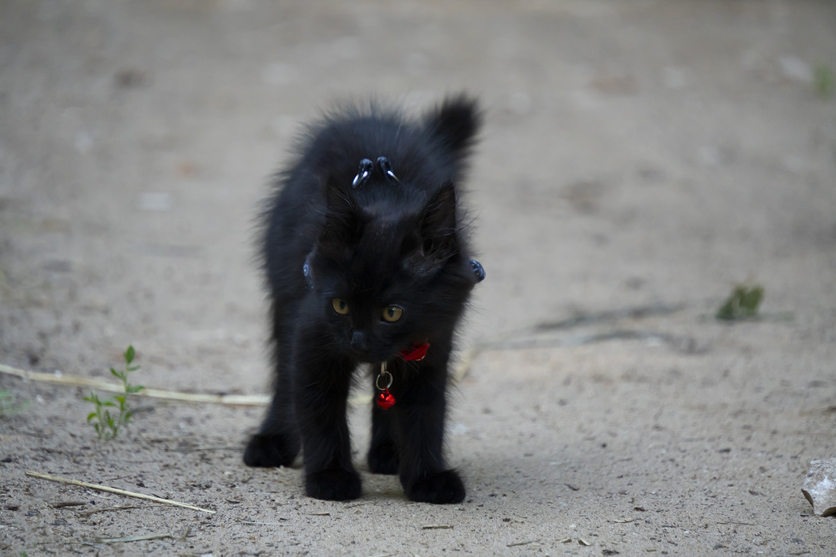 DSC00074-1конт-i