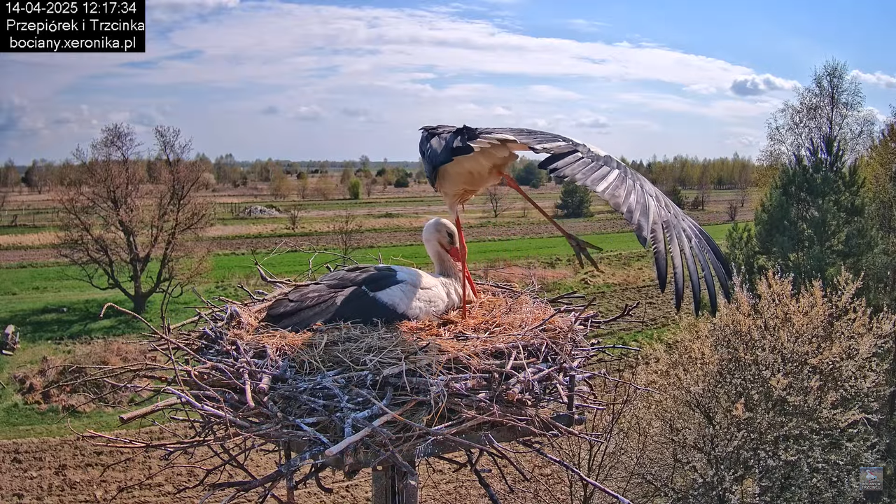 14042025bociany4