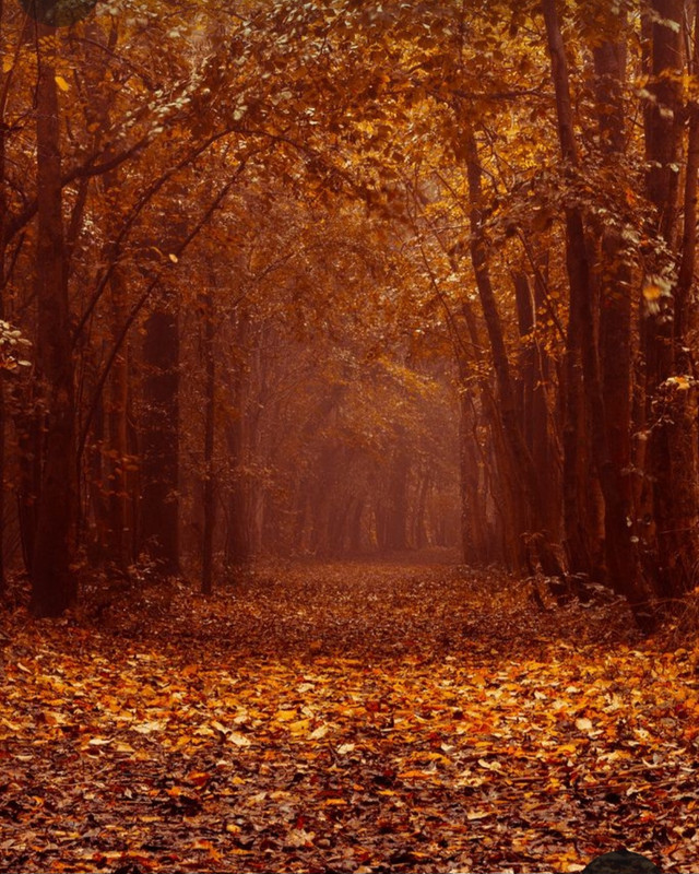 Screenshot_20231128_180059_Pinterest