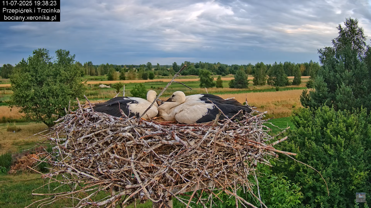 11072025bociany45