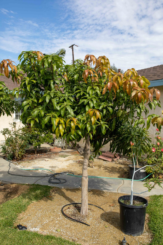 8U1A5431  Nam Doc Mai Mango Tree with Excellent Growth (11-1-2020)
