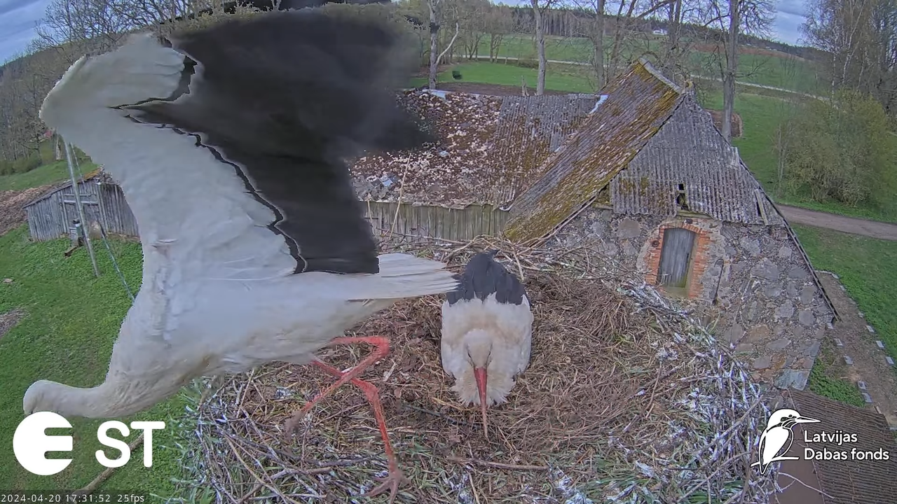 Baltie stārķi (Ciconia ciconia) Tukuma novadā - LDF tiešraide __ White storks in Tukums, Latvia 14-5