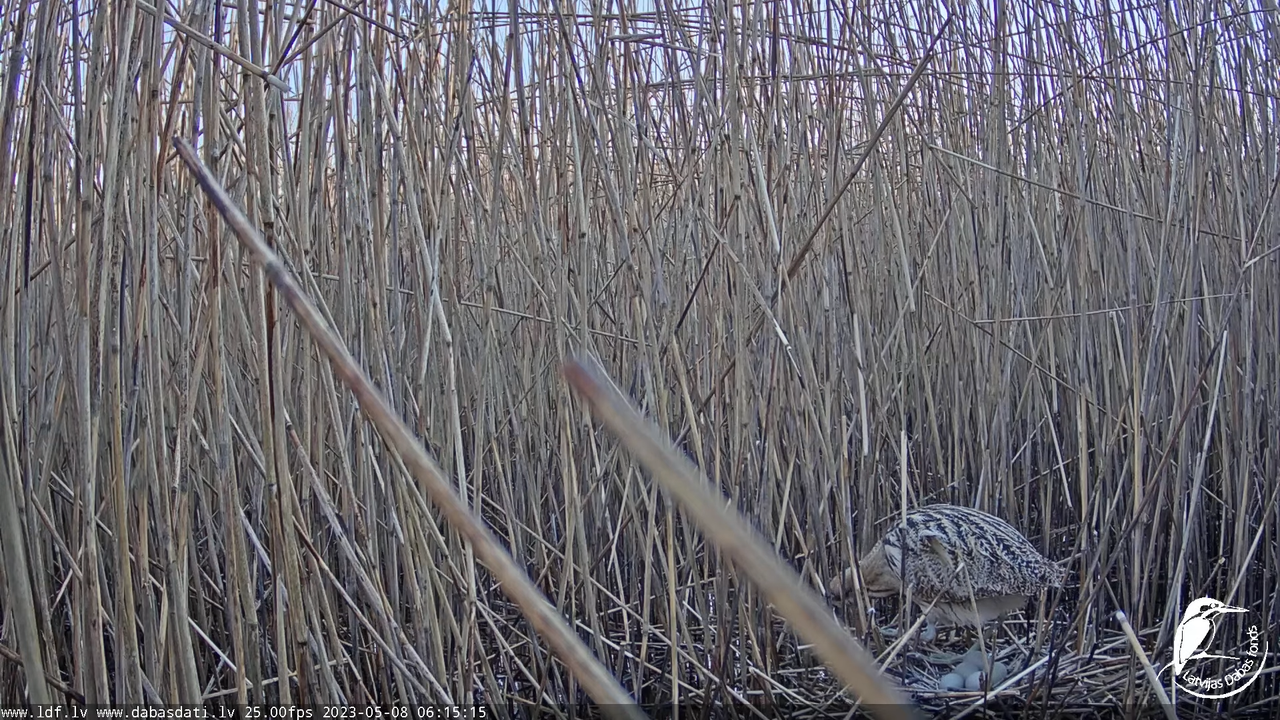 Lielais dumpis (Botaurus stellaris) Engurē - LDF tiešraide 8-51-25 screenshot