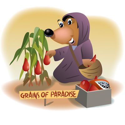 Grains of Paradise