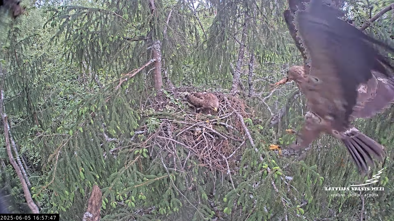 LVM mazais ērglis Lisiņa, egle2 – Lesser Spotted Eagle 11-20-37 screenshot