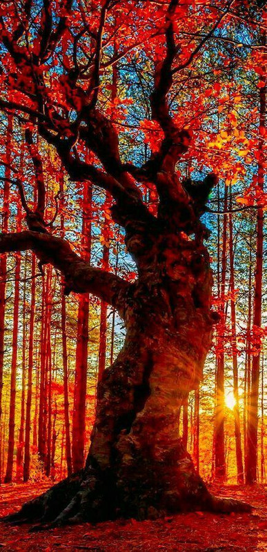 orangeautumntree.jpg