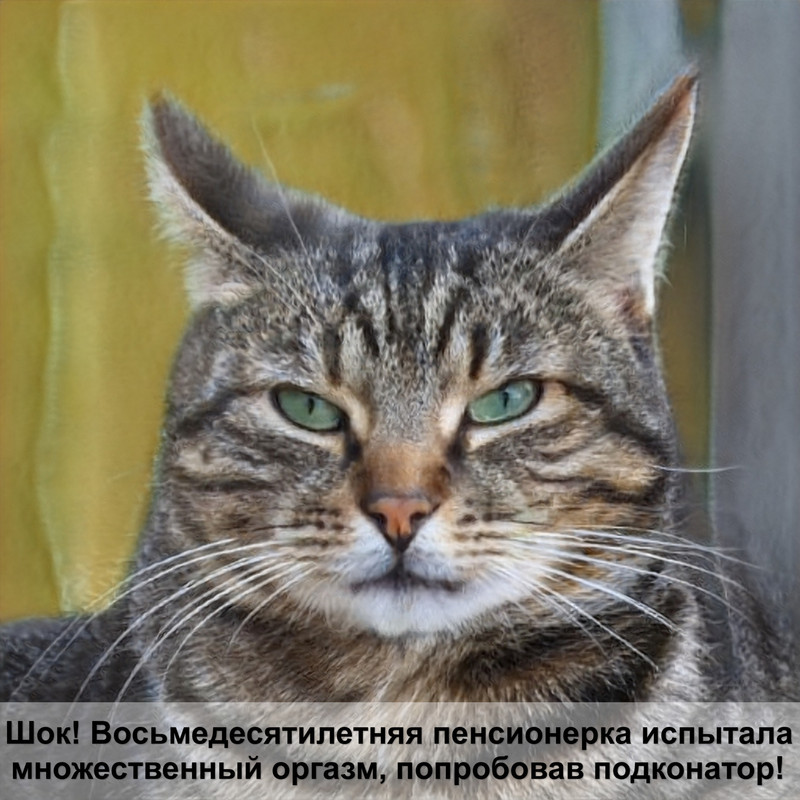 экзотическая кошка тигровый окрас