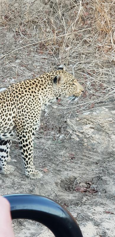 DÍA 11:  KRUGER (Lower Sabie)- SABI SAND (Elephant Plains Game Lodge) - Sudáfrica y Seychelles 2018 -  Una Honeymoon llena de vida (23)