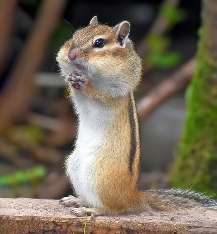 Hungry-I-am