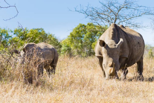 luxury-African-safari-11.jpg