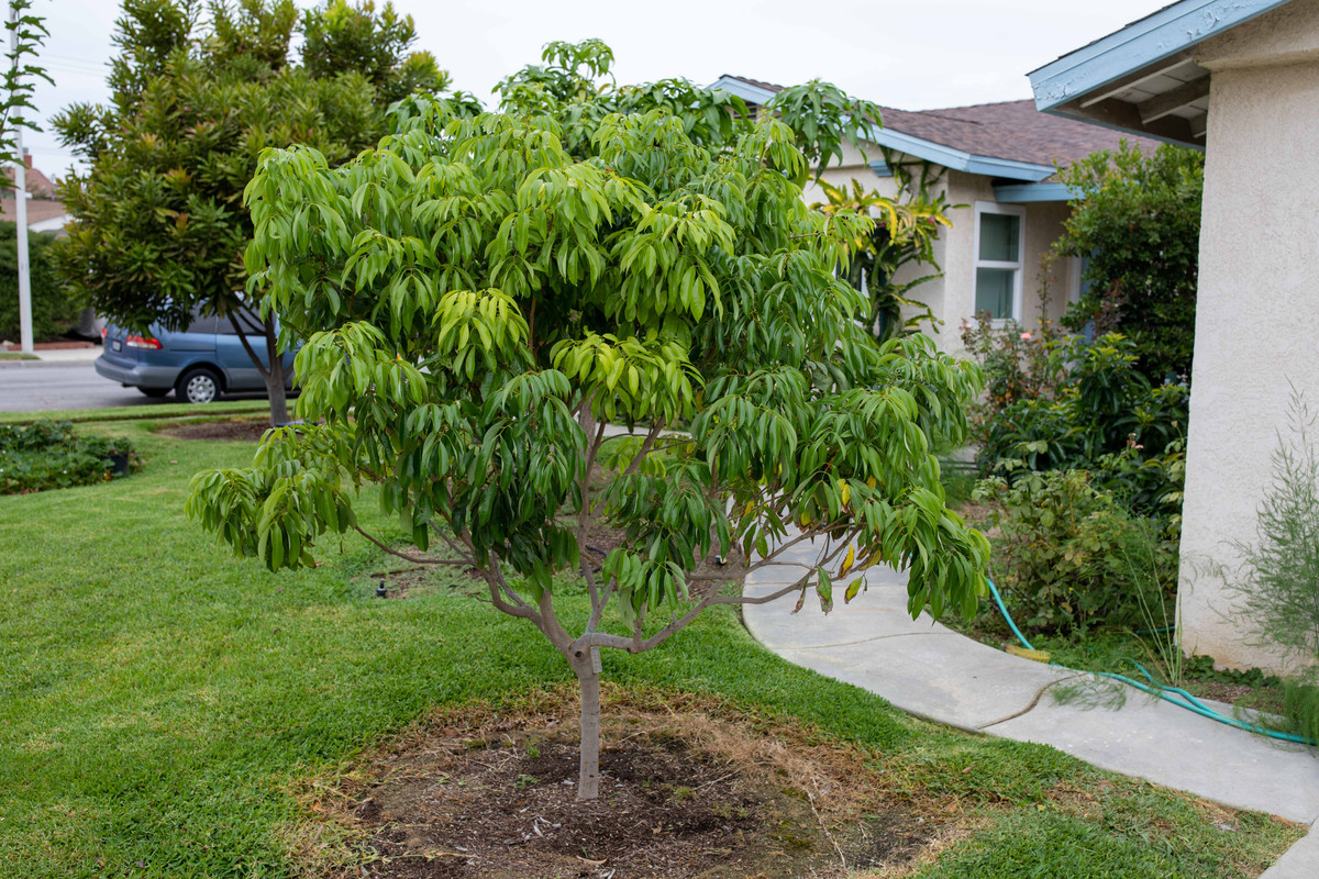 8U1A3656  Brewster Lychee Tree in Late Summer (9-9-2022)