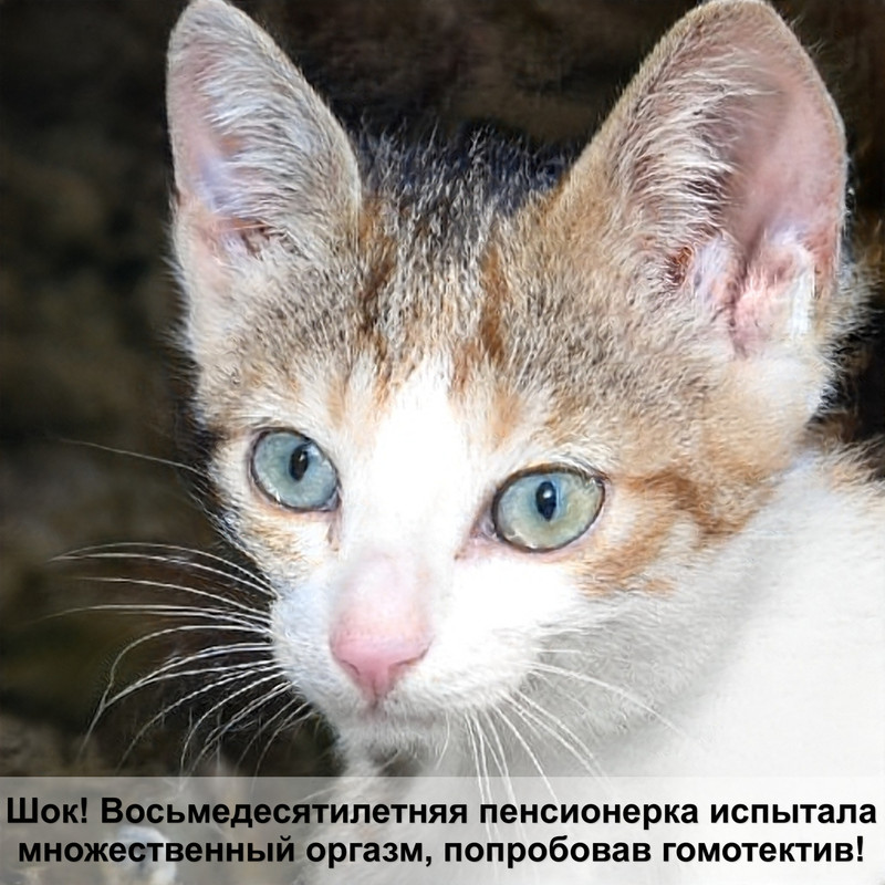 чаузи кошка шоколадного окраса