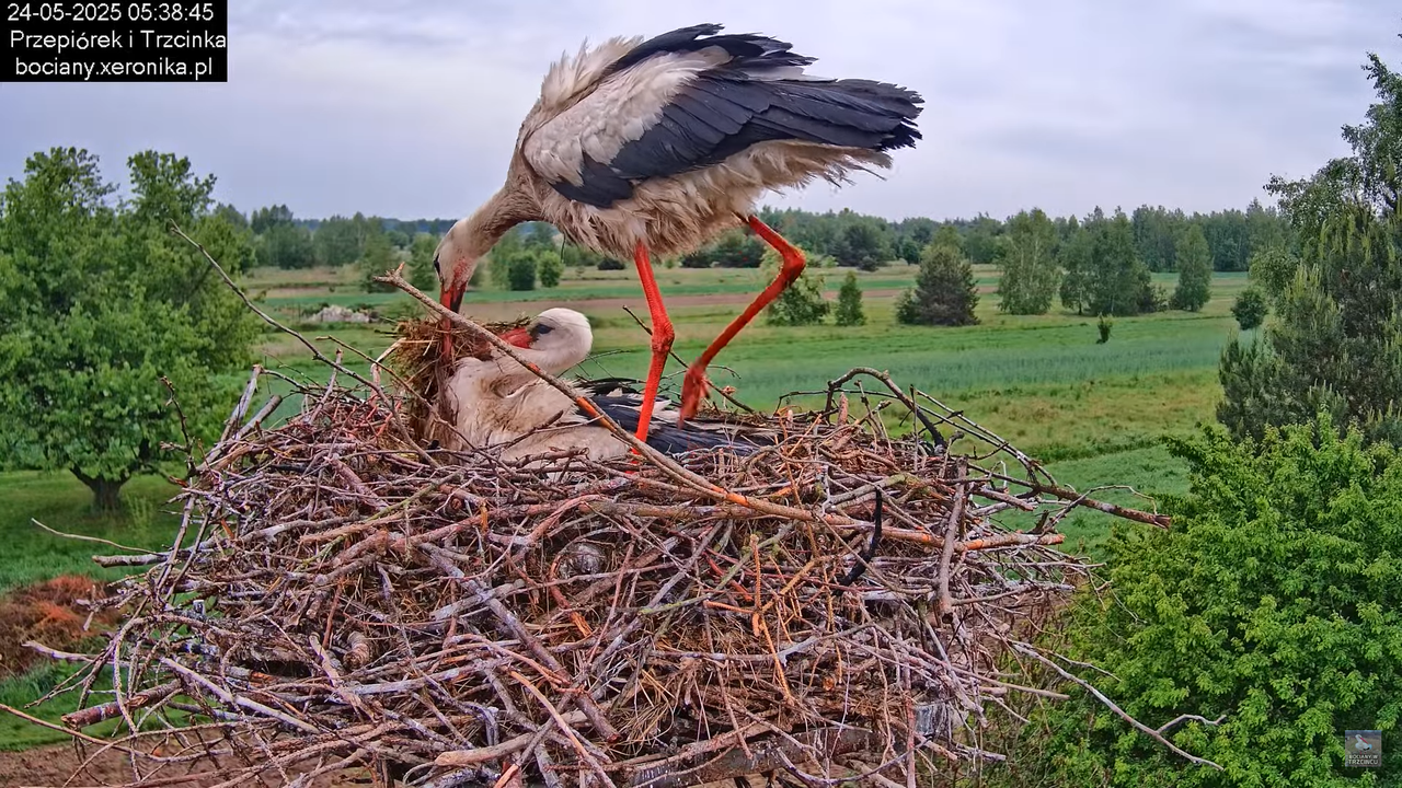 24052025bociany7