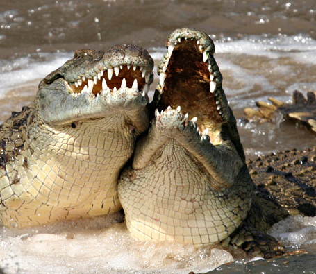 croc-chan-laugh.png