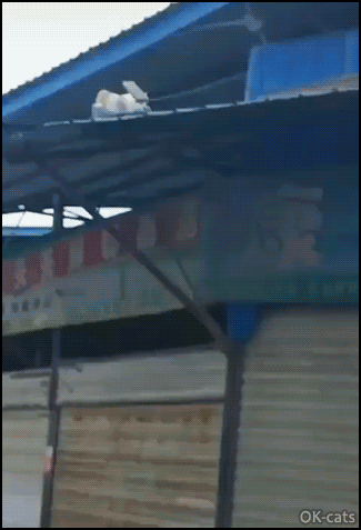Incredible-Cat-GIF-OMG-Athletic-cat-falling-from-high-roof-but-cats-always-land-on-their-feet.gif