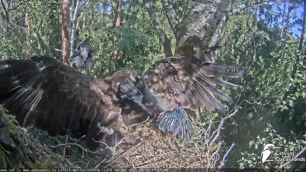 Mazais ērglis (Clanga pomarina), ligzda bērzā 17-21-37 screenshot