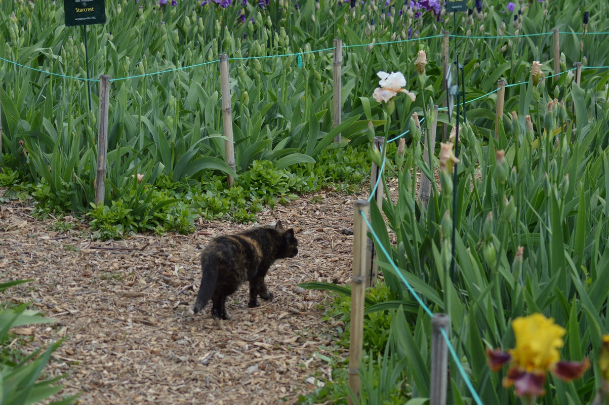 пеструшка в ирисах7