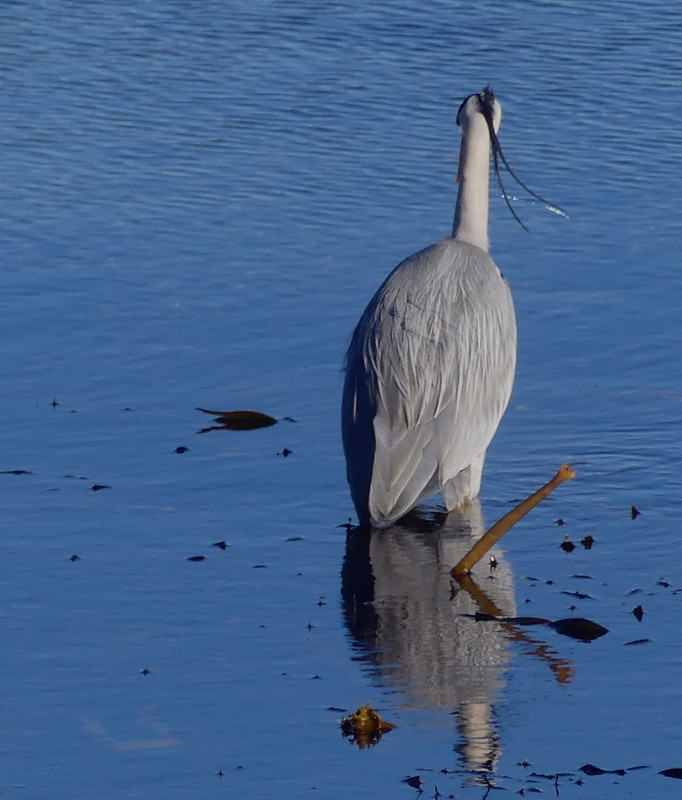 HERON 2