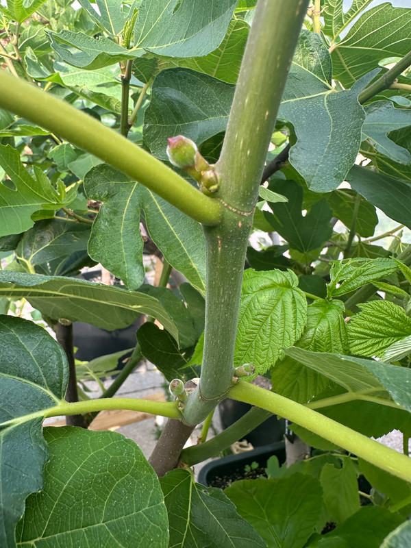 figs-590.jpg