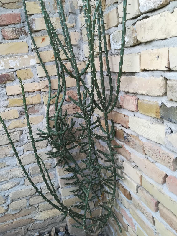 40359331_230742160932834_2954423636875804672_n