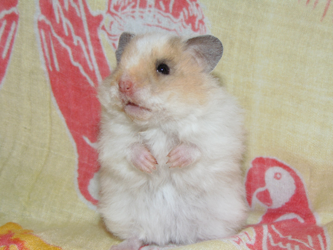 Яблонька (1)