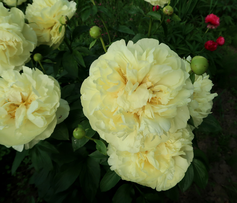 Пион Lemon Chiffon 3