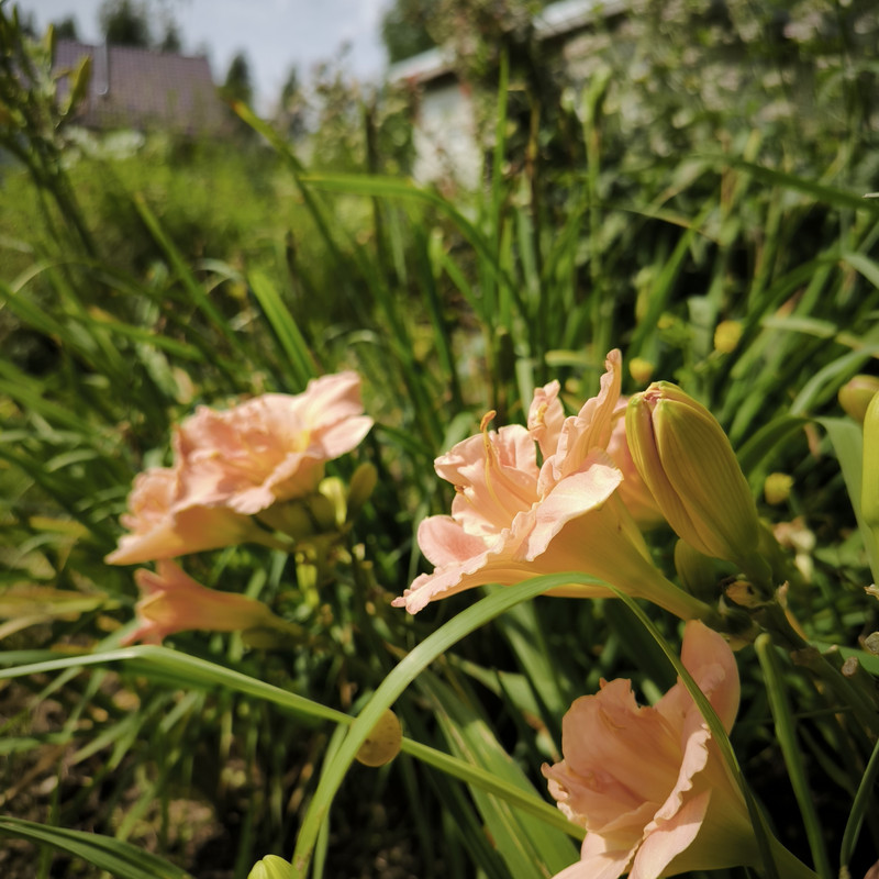 IMG_20250727_105305