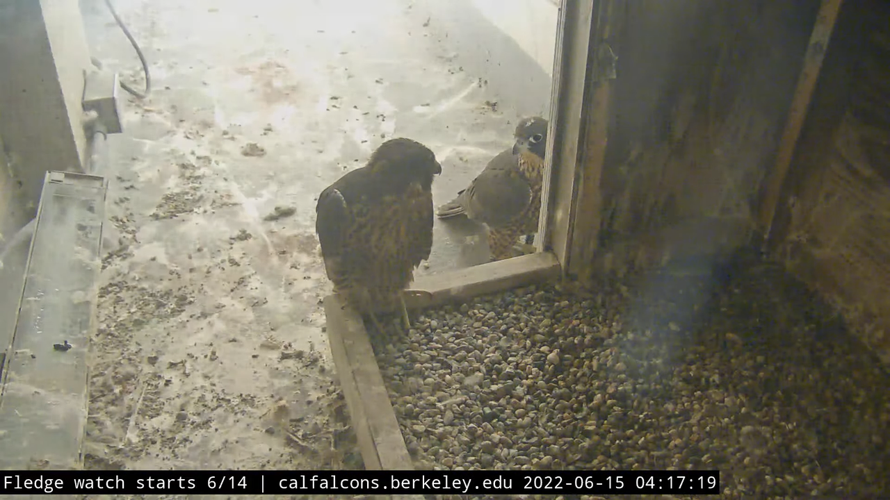 Cal Falcons Nest Cam, UC Berkeley 6-24-29 screenshot (1)