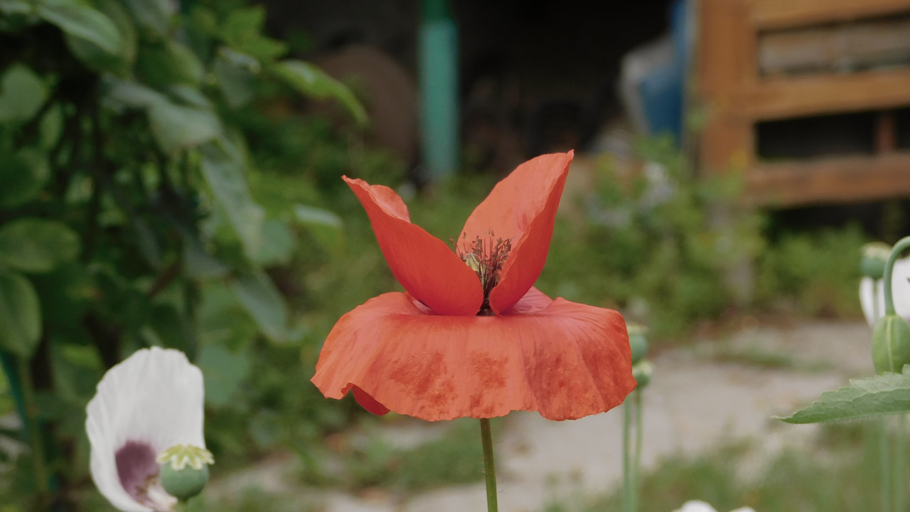 Дачное июль кудряшка , маус-машина и природа 023