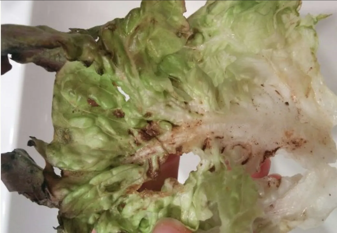 ¿Se oxidó tu lechuga? Revívela con este remedio infalible
