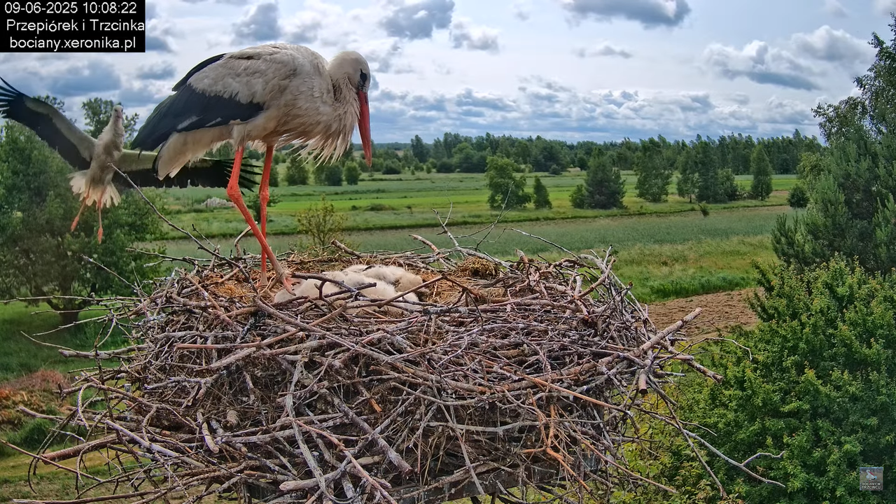 09062025bociany27