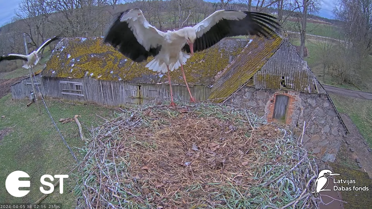Baltie stārķi (Ciconia ciconia) Tukuma novadā - LDF tiešraide __ White storks in Tukums, Latvia 7-54
