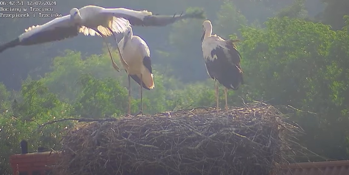 pierwszylotbocianka