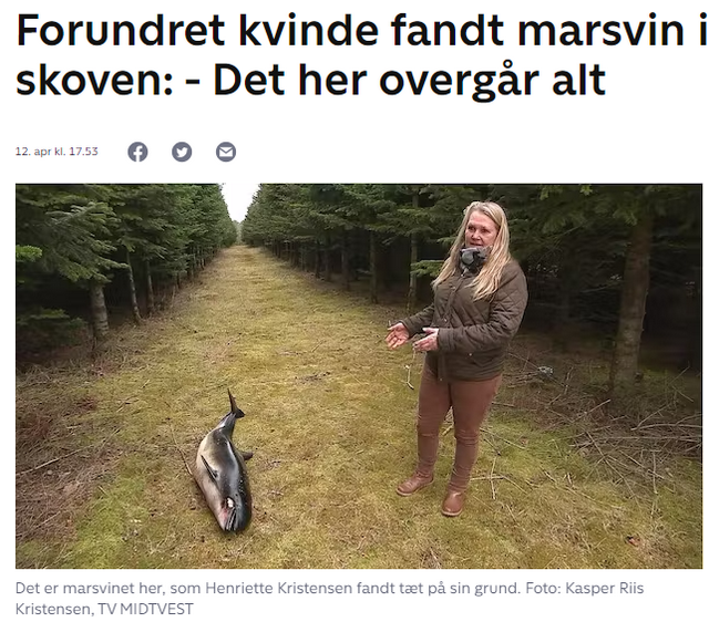 Toter Schweinswal im Wald in Jüteborg